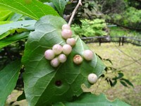 エゴノキハヒラタマルフシの虫こぶ