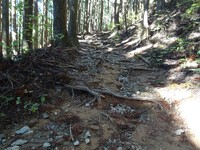 抉れや浮き根の道