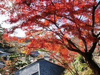 栄林寺の紅葉