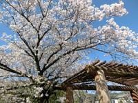 「天竜二俣駅」前の桜