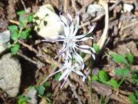 エンシュウハグマの開花
