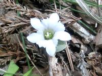 白花のフデリンドウ