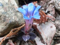 富幕山のフデリンドウ