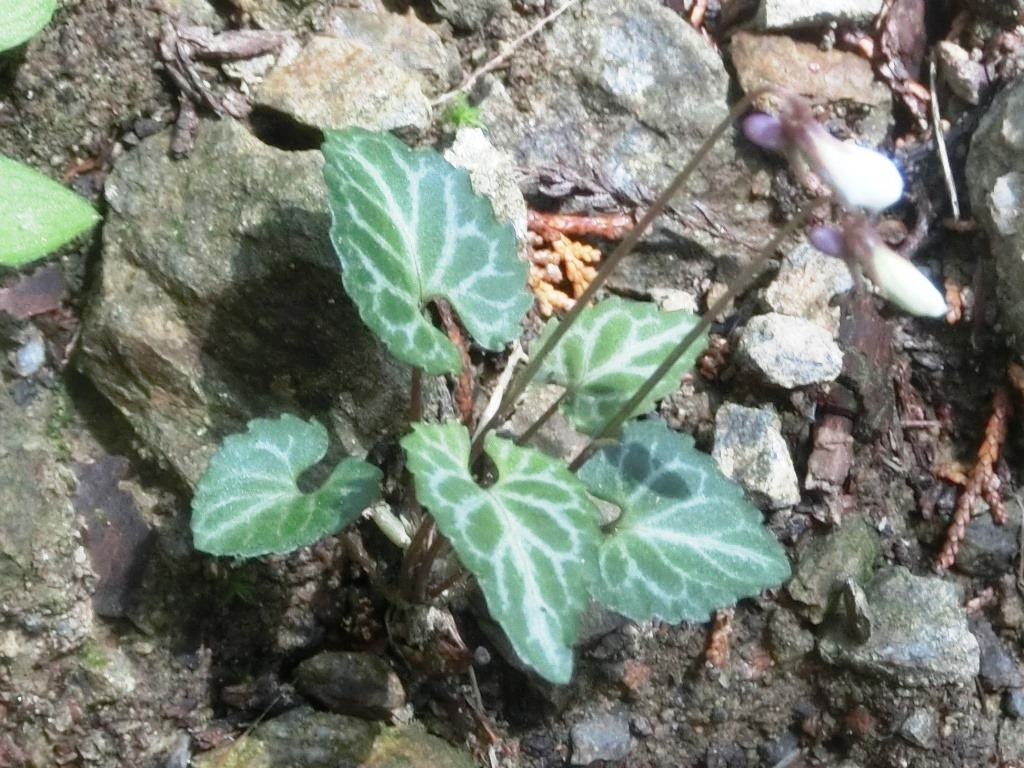 すみれの花 咲く頃 の秋葉山 フモトスミレ L 自然と歴史の中を歩く