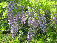 フジの花