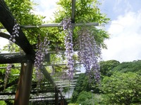 藤の花