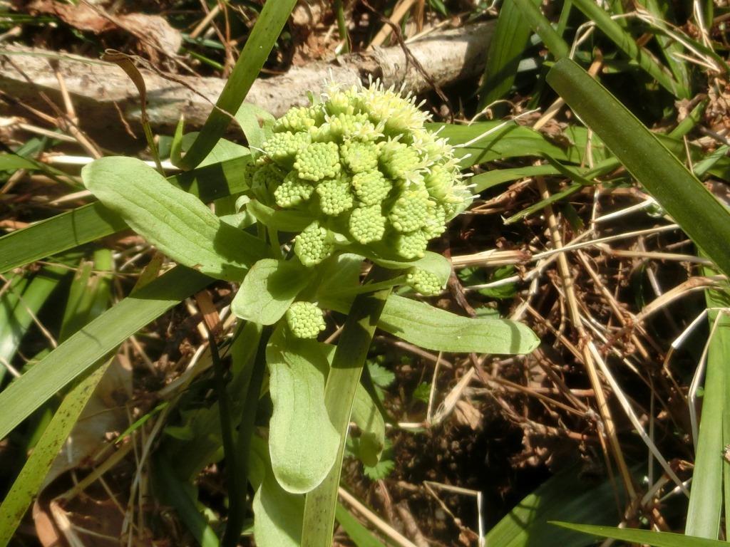 春だ それ行け 枯山へ クレソンの花とフキノトウ L 自然と歴史の中を歩く