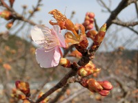 船明ダム湖畔の河津桜