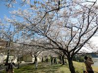 桜のトンネル