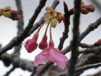 船明ダム湖畔の河津桜