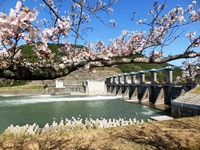 「船明ダム湖と周辺の桜」
