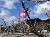 「船明ダム」湖畔の河津桜