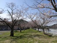 桜のトンネル