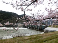 船明ダム湖畔の桜