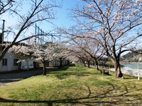 「船明ダム湖と周辺の桜」