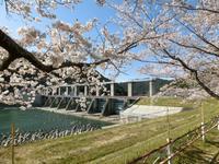 船明ダムの桜