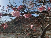 船明ダムの河津桜