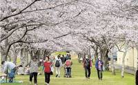 見頃を迎えた“桜のトンネル”