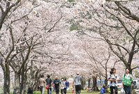 満開となった船明ダム運動公園の桜並木