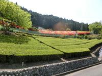 ツツジの花畑