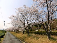 「自然ふれあい広場」の桜