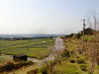 「自然ふれあい広場」の桜