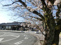天浜線「天竜二俣駅」の桜