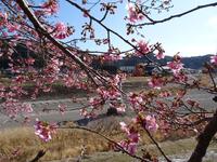 二俣川堤の河津桜