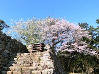 二俣城址の桜
