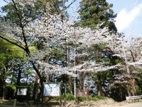 二俣城址の桜