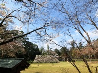 二俣城址の桜