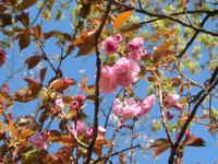 八重桜
