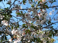 大島桜