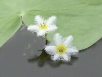 ガガブタ
