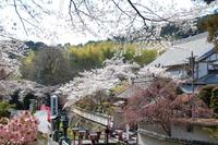 「岩水寺の桜」