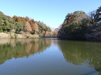 「源ヶ谷池公園」のカルガモたち