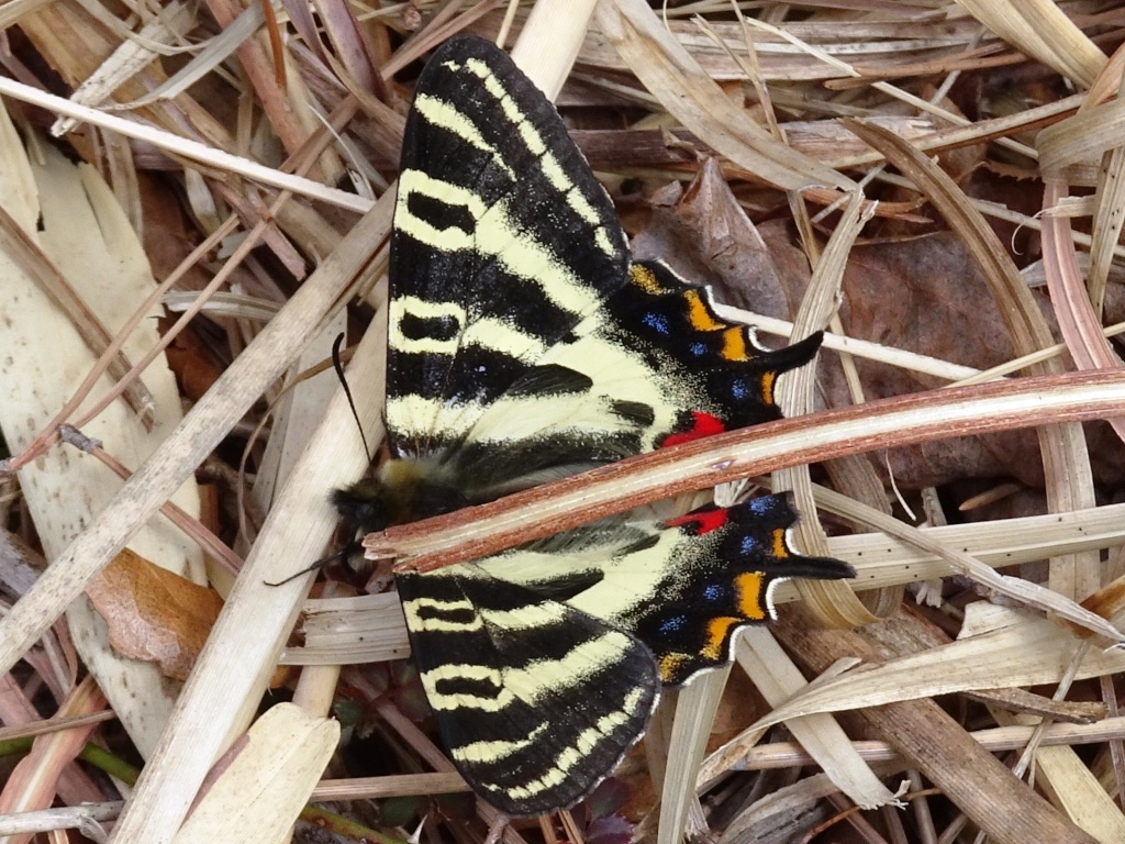 この春2度目の枯山へ①―とうとう出会えた！ギフチョウ l 自然と歴史の中を歩く！