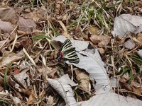 ギフチョウ
