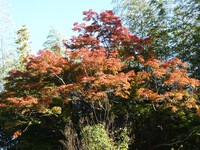 モミジの紅葉