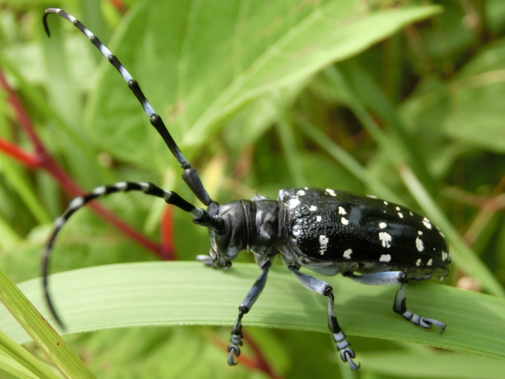 ゴマダラカミキリ 人気者 害虫です L 自然と歴史の中を歩く