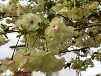 満開を迎えた実家の桜