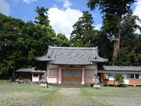 本殿と「八幡神社の大スギ」