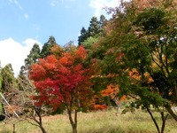 羽ヶ庄の紅葉