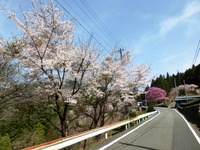花満開の羽ヶ庄