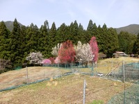 花満開の羽ヶ庄