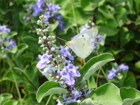 ハマゴウの花とモンキチョウ