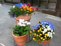 津倉家の玄関を飾る鉢植えの花