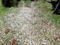 落花した八重桜