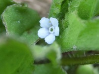 ハナイバナ