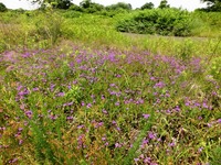 花笠の花園